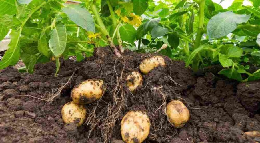 How to grow potatoes