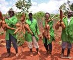 Government plans mass rollout of GM cassava across 18 counties to boost food security