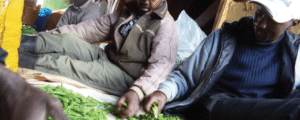 Sugar snap peas farming