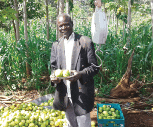 how to establish a passion fruit farm