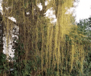 dodder plant