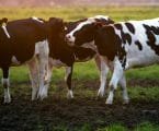 dairy value chain