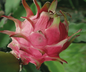 how to grow dragon fruit