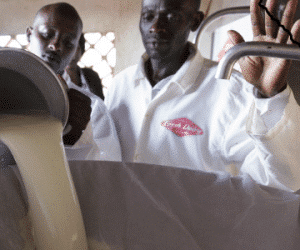 milk production in Kenya