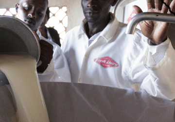 The state of Kenya’s low quality of milk