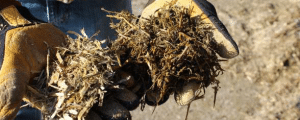 mycotoxins