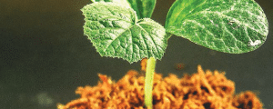 Challenges facing farmers