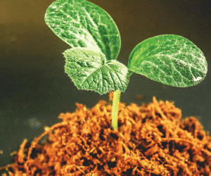 Challenges facing farmers