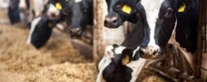 Dairy farming