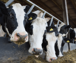 Milk production
