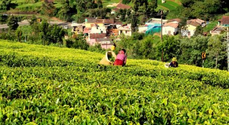 Tea farmers to benefit from Fertilizer subsidy