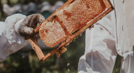 Beekeeping as the new profitable trade in Kenya