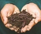 coffee cgrounds vermicomposting