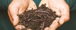 coffee cgrounds vermicomposting