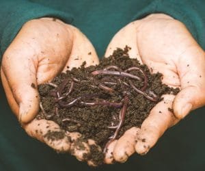 coffee cgrounds vermicomposting