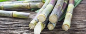 sugarcane farmers to benefit from increased purchase price