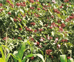 How to grow bixa orellana