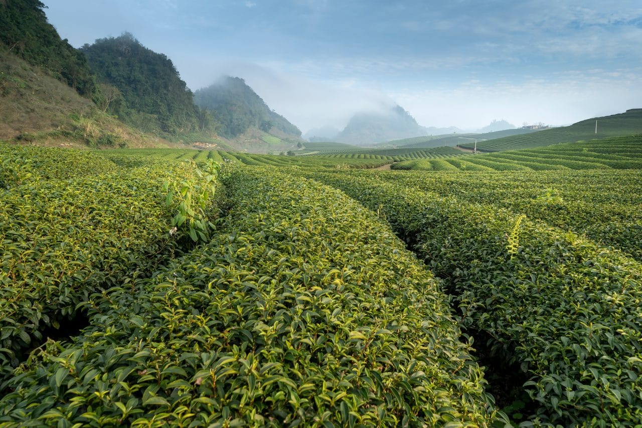 Tea farmers receive their second payment