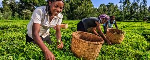 KTDA reduces interest rates on loans for farmers