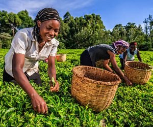 KTDA reduces interest rates on loans for farmers