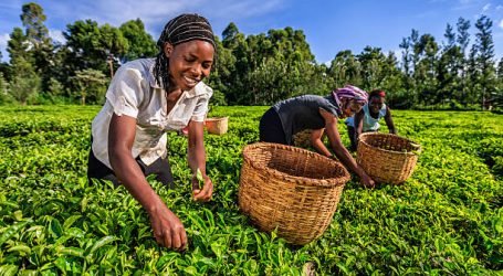 Kenya, Iran forms joint committee to lift tea export ban in 60 days