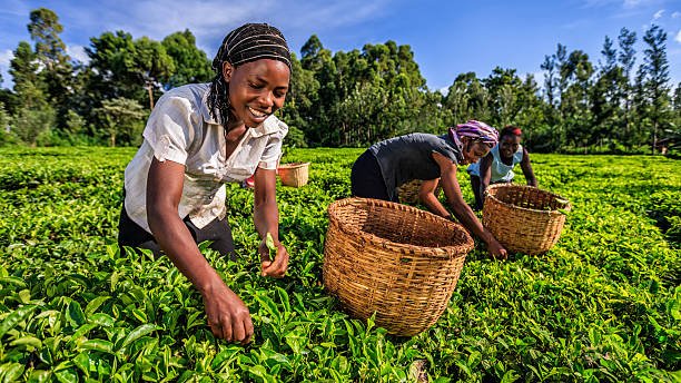 KTDA reduces interest rates on loans for farmers