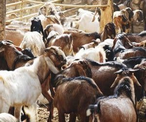 PPR animal vaccination