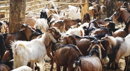 Over 400,000 animals receive PPR Vaccination