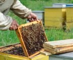 Beekeeping to sweeten the pockets of farmers in Nyahururu