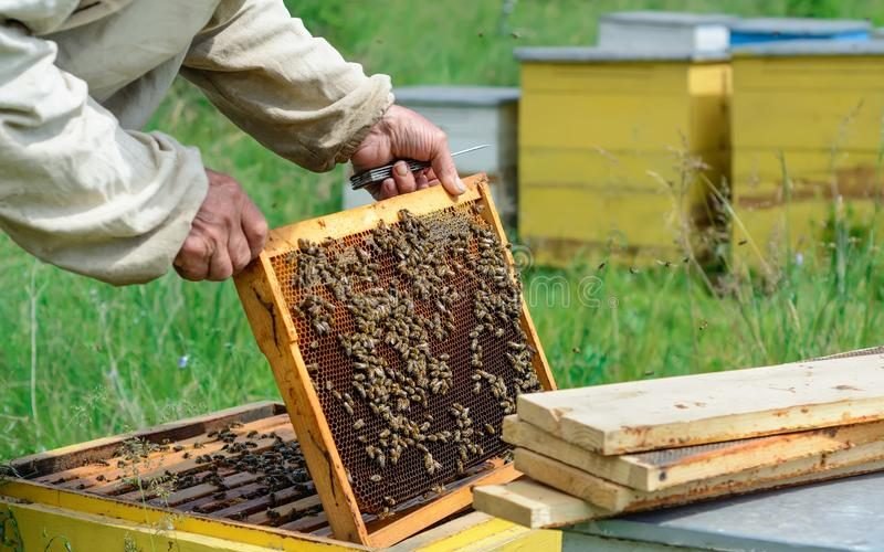 Beekeeping to sweeten the pockets of farmers in Nyahururu