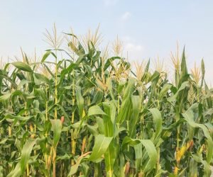 Maize purhcase price goes up to Sh3000