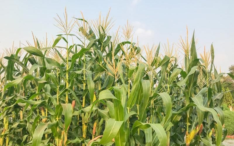 Maize purhcase price goes up to Sh3000