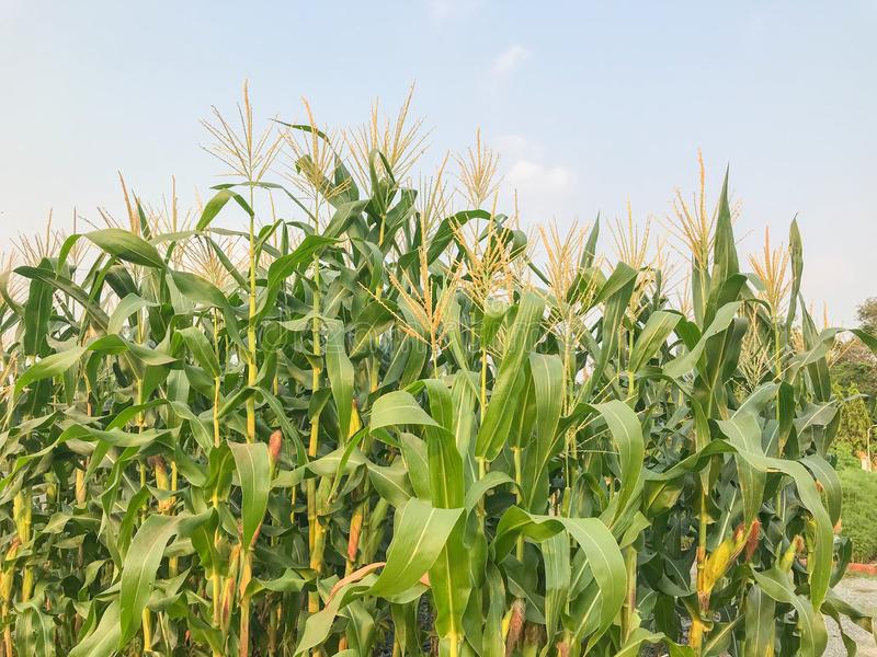 Maize purhcase price goes up to Sh3000