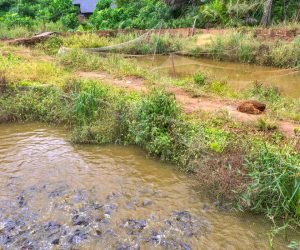 Student thriving through fish farming