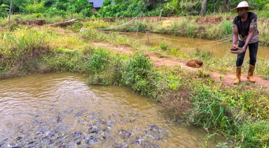 Student thriving through fish farming