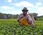 Tea farmers receive payment from the KTDA