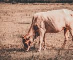 KALRO develops cross-breeds to battle climate change