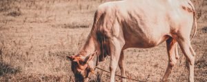 KALRO develops cross-breeds to battle climate change