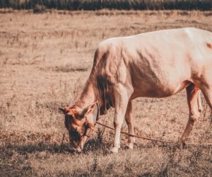 KALRO develops cross-breeds to battle climate change