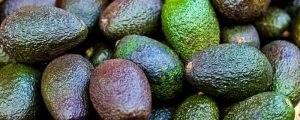 avocados exportation ban