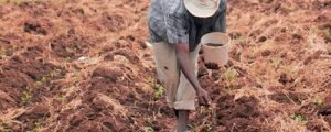 Furore as fertilizer prices rise