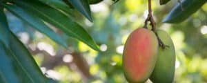 Mango Season!