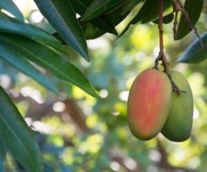 Mango Season!
