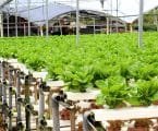 Hydroponic farming in ASAL