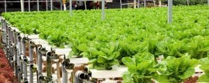 Hydroponic farming in ASAL