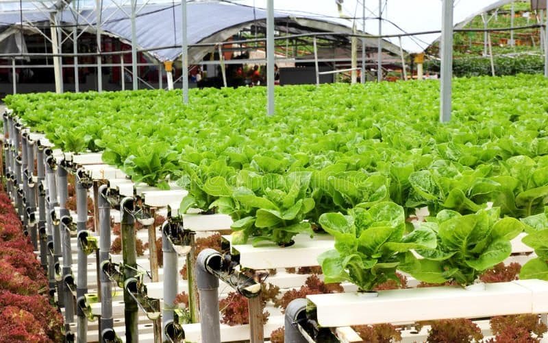 Hydroponic farming in ASAL