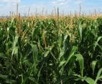 Maize seeds distributed in West Pokot
