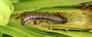 African armyworm