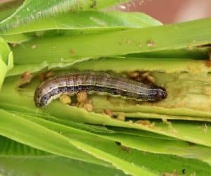 African armyworm