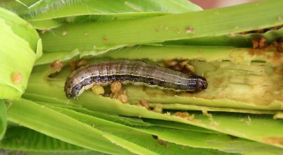 African armyworm